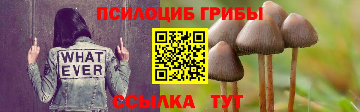 Псилоцибиновые грибы Psilocybe Холмск